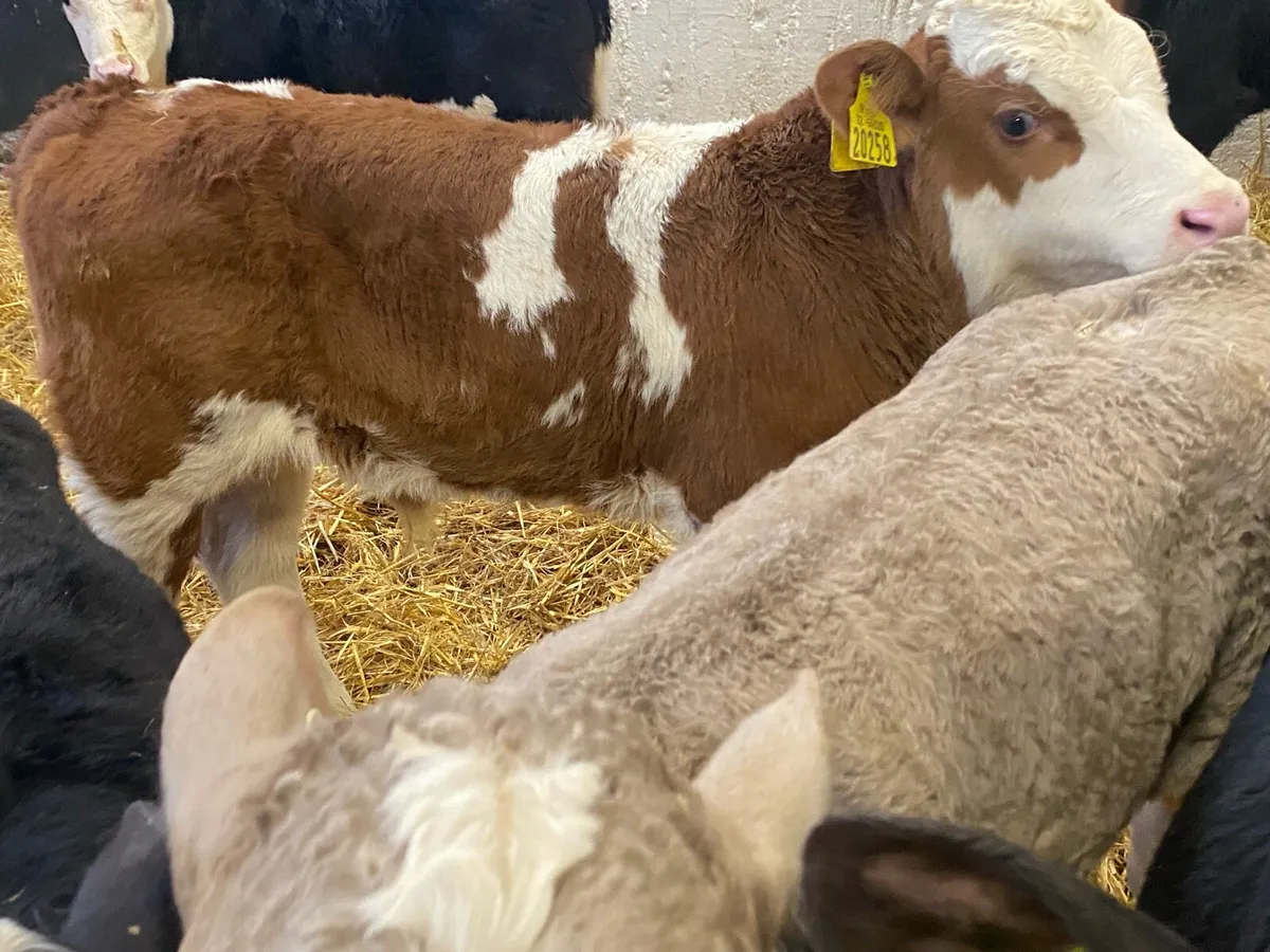 Top Contintenal Calves - Image 2