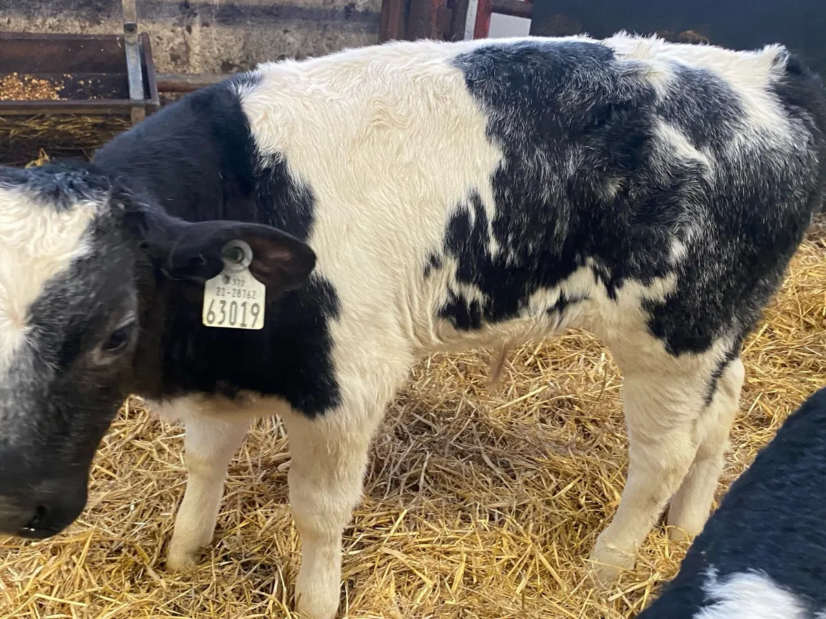 Top Contintenal Calves - Image 3