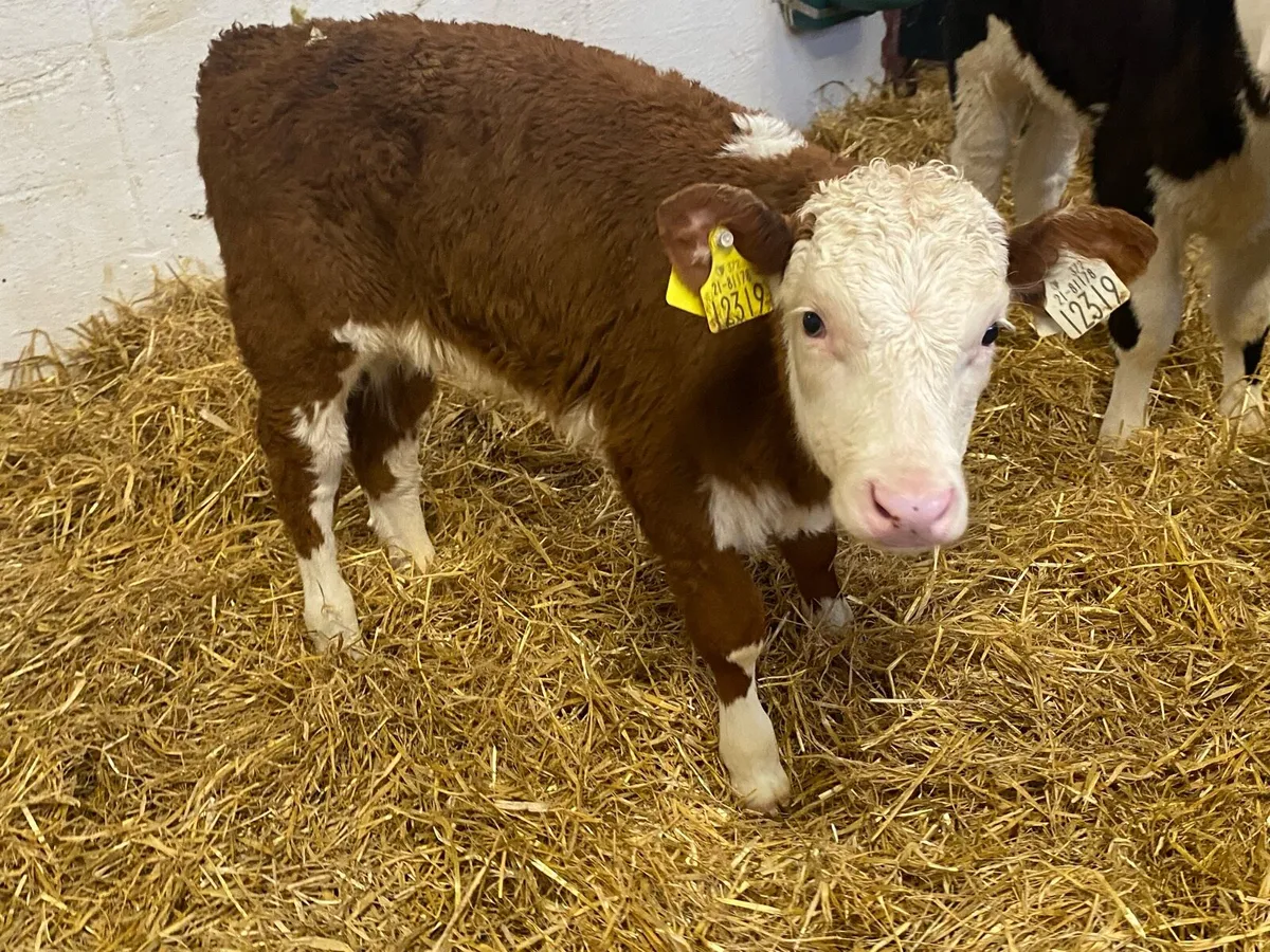 Top Contintenal Calves - Image 4