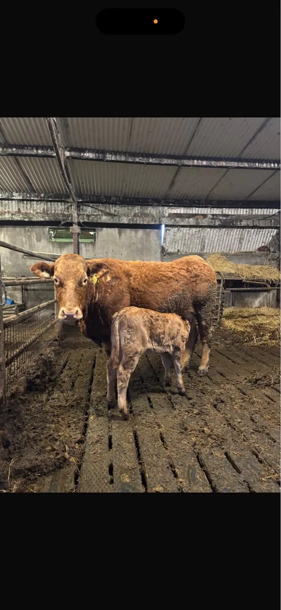 2 heifers with calves at foot - Image 1
