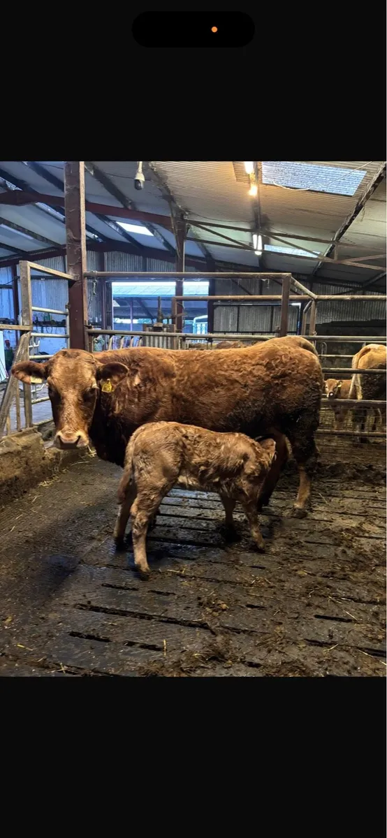 2 heifers with calves at foot - Image 2
