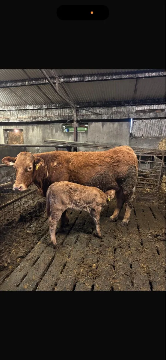 2 heifers with calves at foot - Image 3