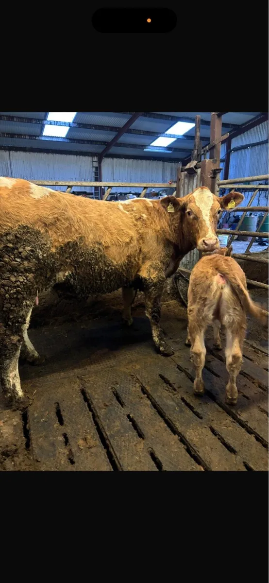 2 heifers with calves at foot - Image 4