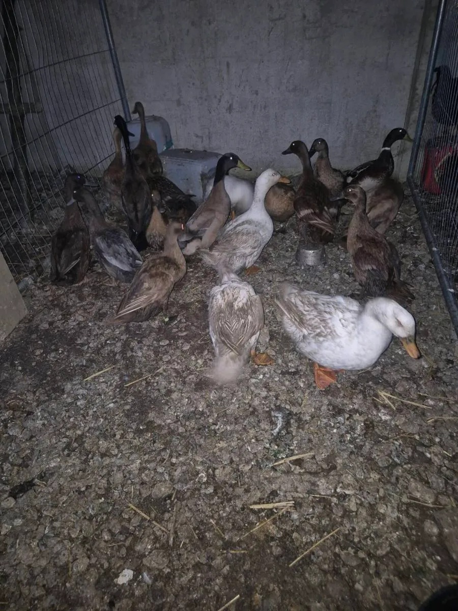 Laying hens and ducks - Image 1