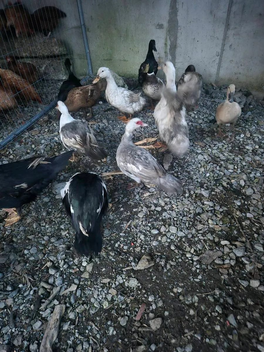 Laying hens and ducks - Image 2