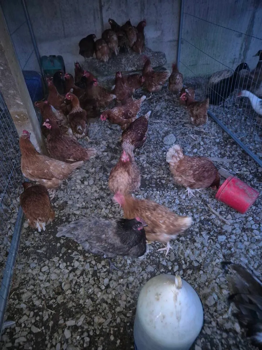 Laying hens and ducks - Image 3