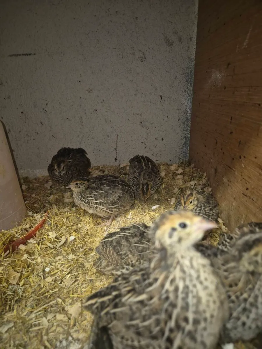 Laying hens and ducks - Image 4