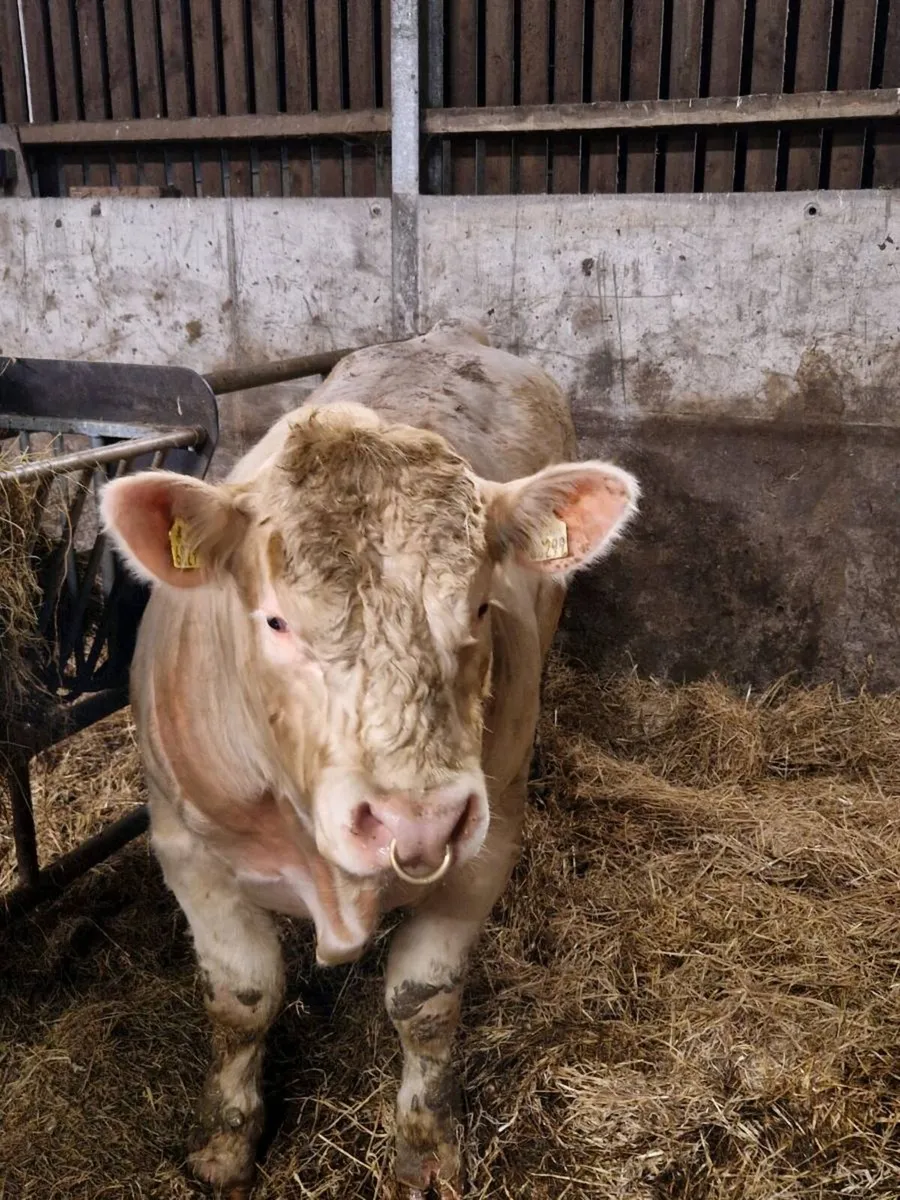 PBR Charolais bull - Image 3