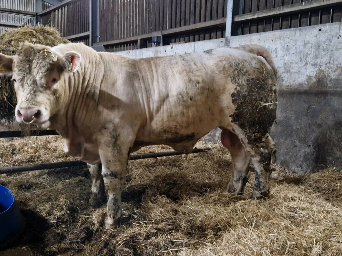 PBR Charolais bull - Image 1