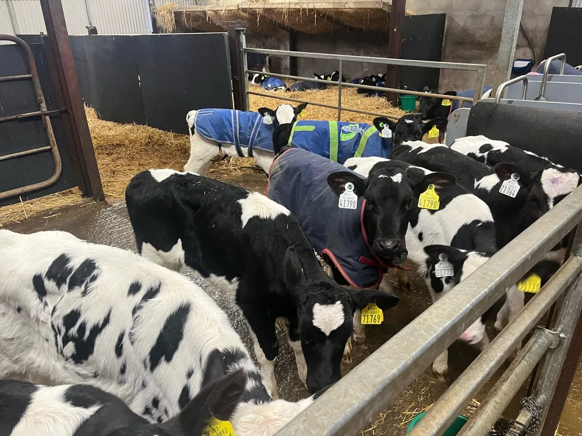 Heifer Calves - Image 2