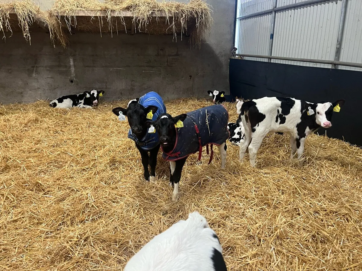 Heifer Calves - Image 1