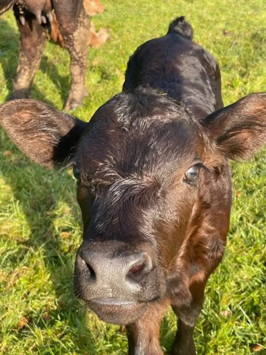 Suckler cows - Image 1