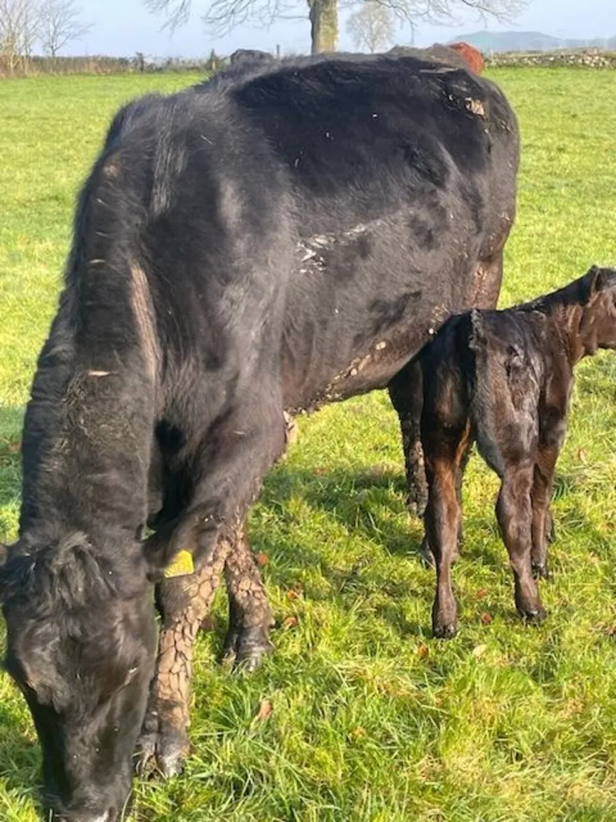 Suckler cows - Image 2