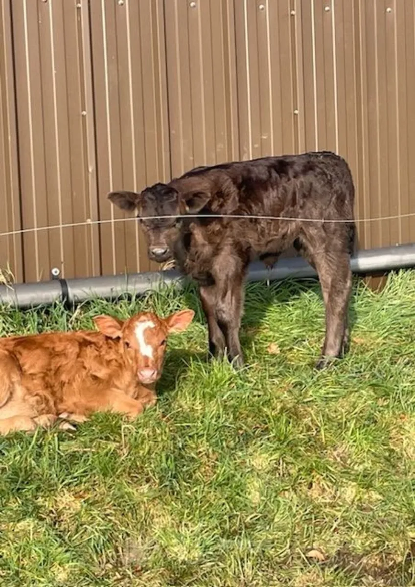 Suckler cows - Image 3