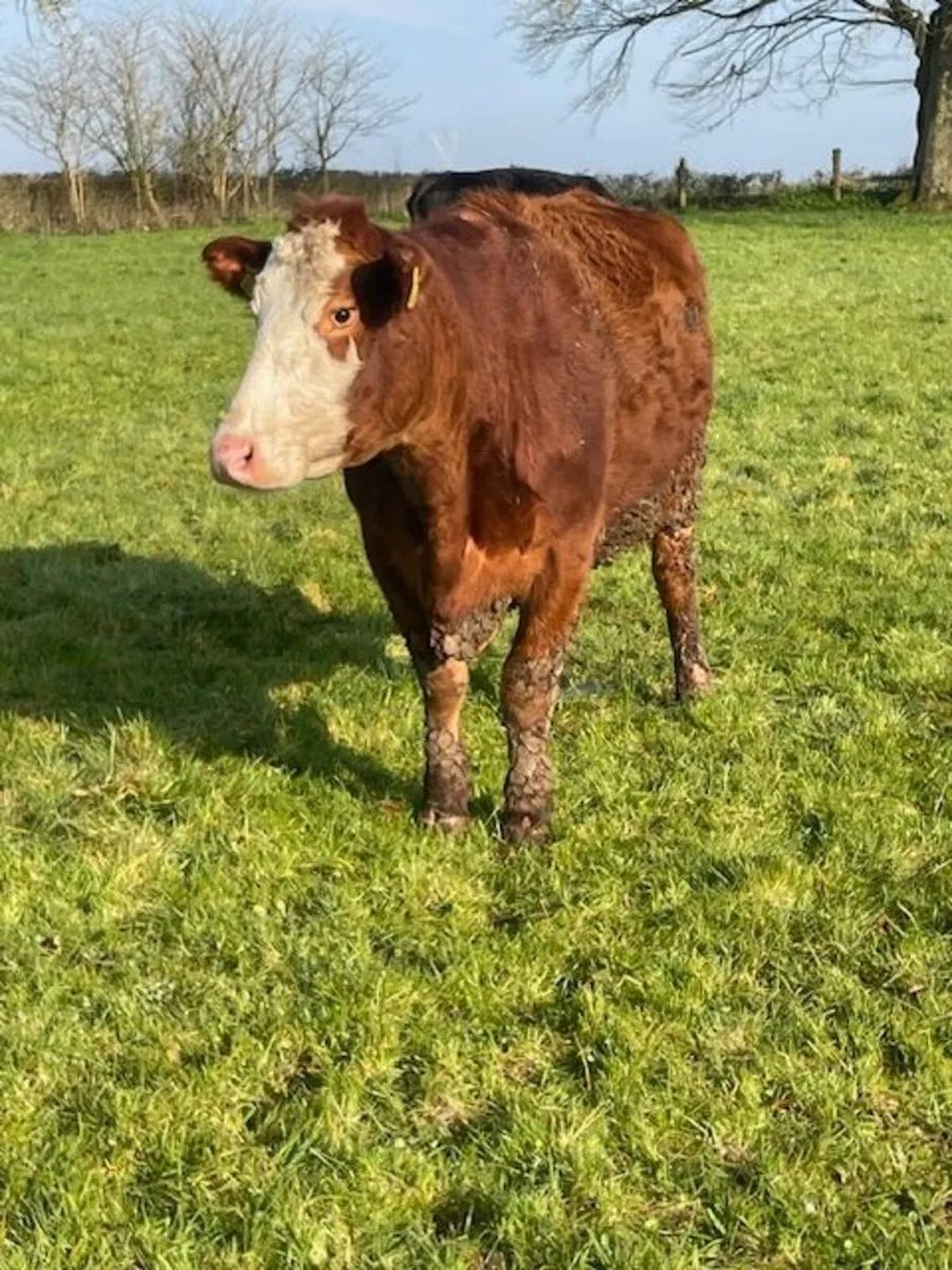 Suckler cows - Image 4