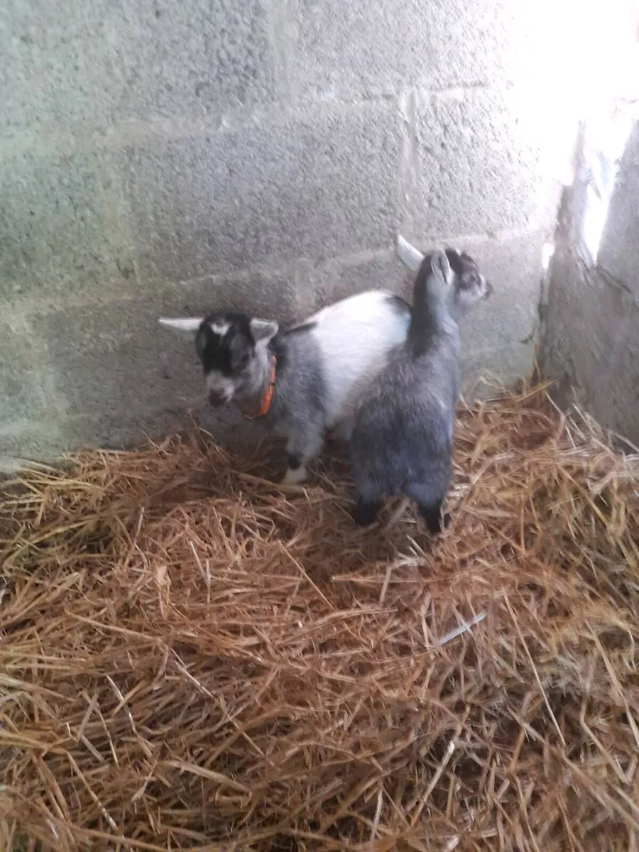 Female pymgy goats - Image 2