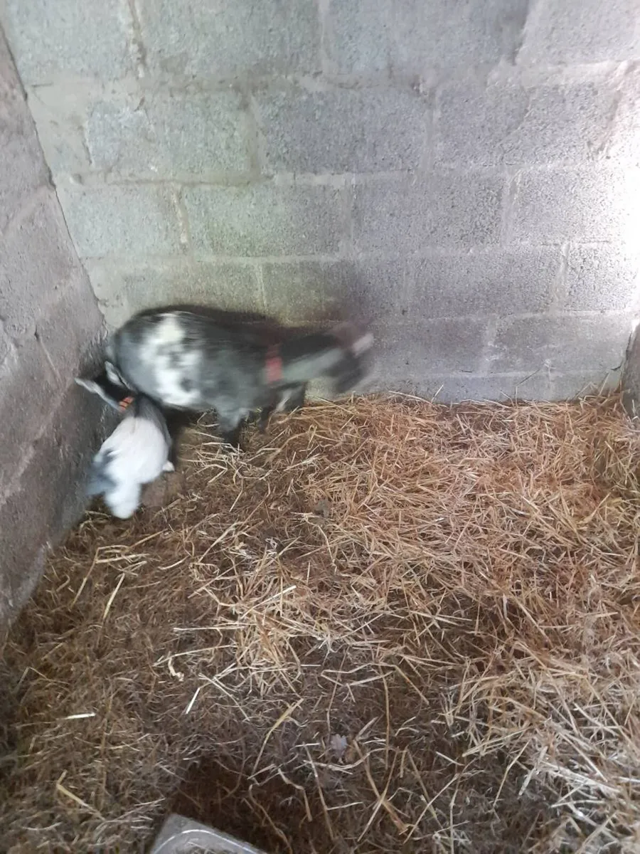 Female pymgy goats - Image 4