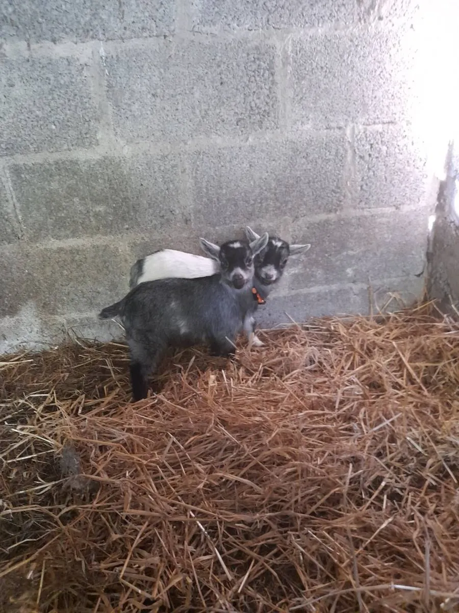 Female pymgy goats - Image 1