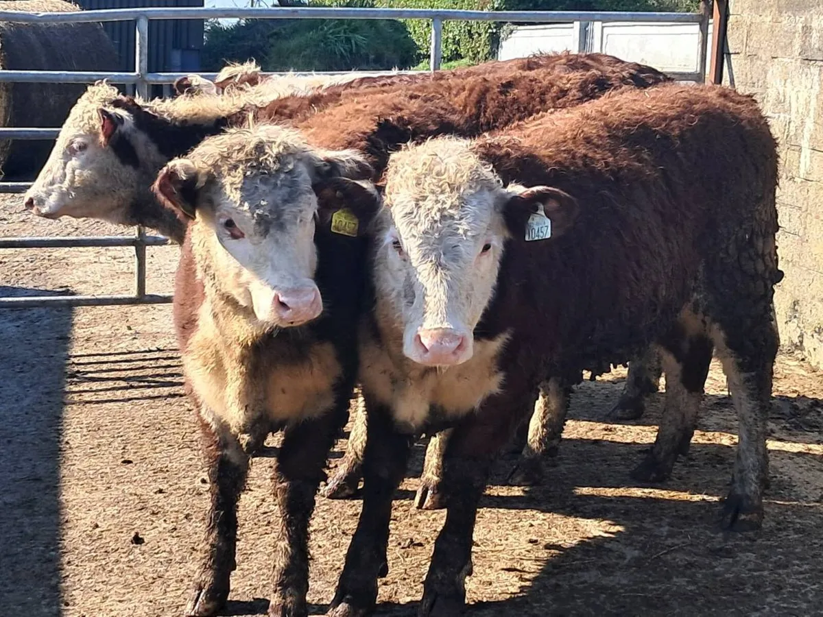 4 SUCKLER BRED RED HEREFORD HEIFERS - Image 1