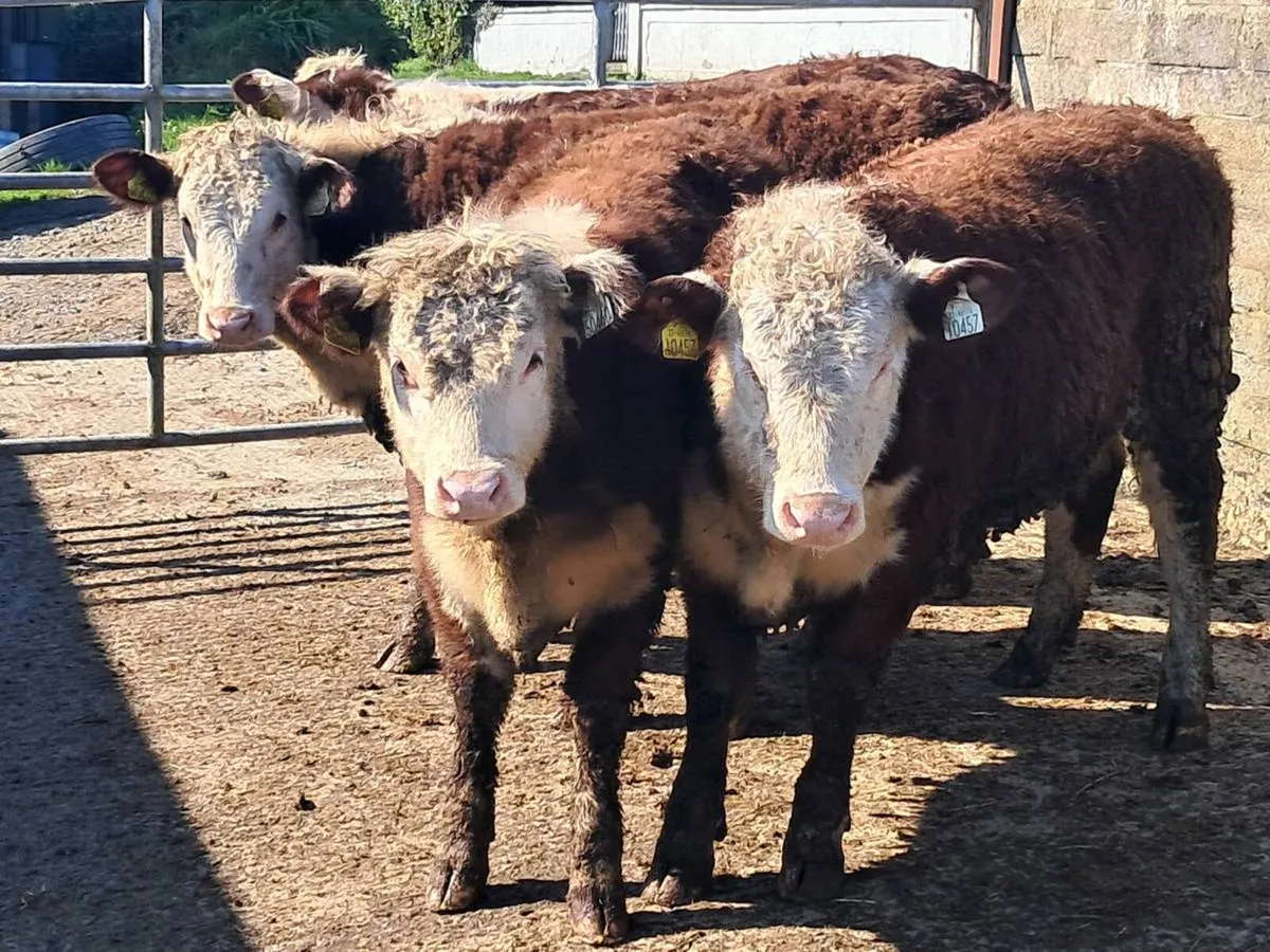 4 SUCKLER BRED RED HEREFORD HEIFERS - Image 2