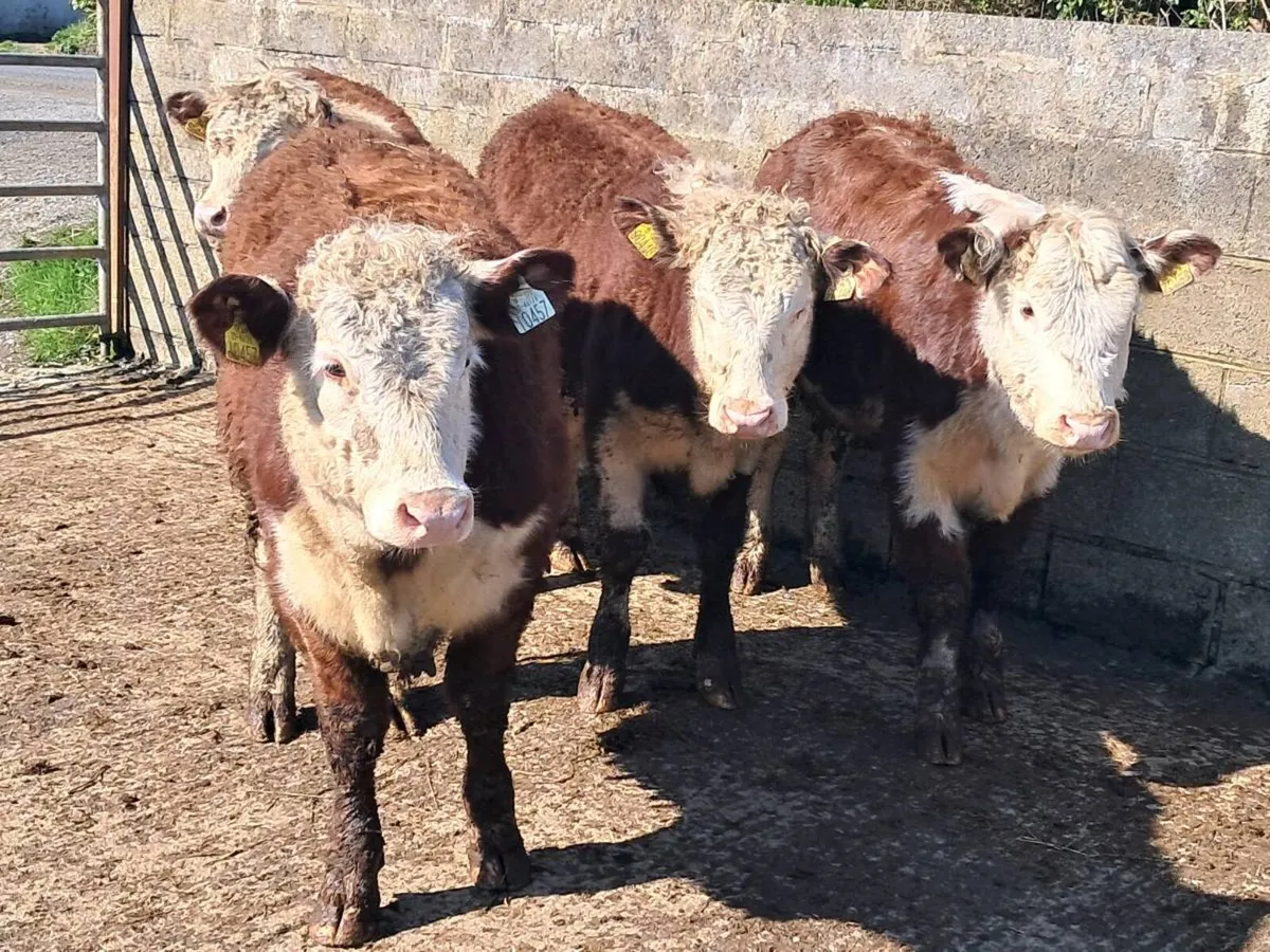4 SUCKLER BRED RED HEREFORD HEIFERS - Image 4