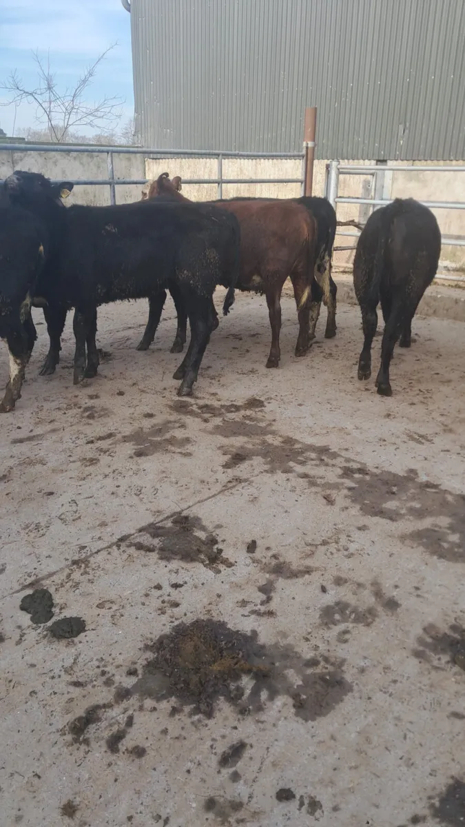 Weanling heifers - Image 4