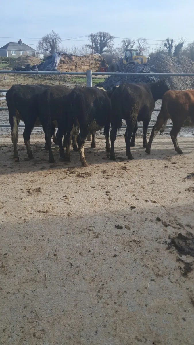 Weanling heifers - Image 1