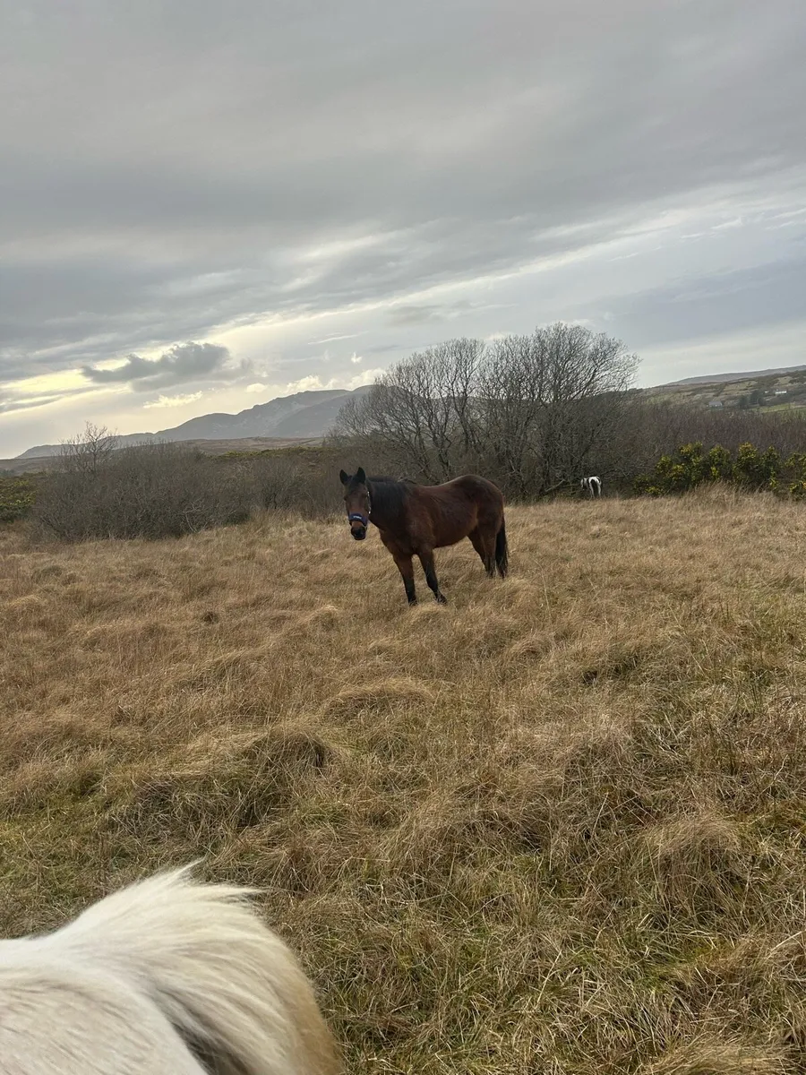 8 year old mare - Image 2