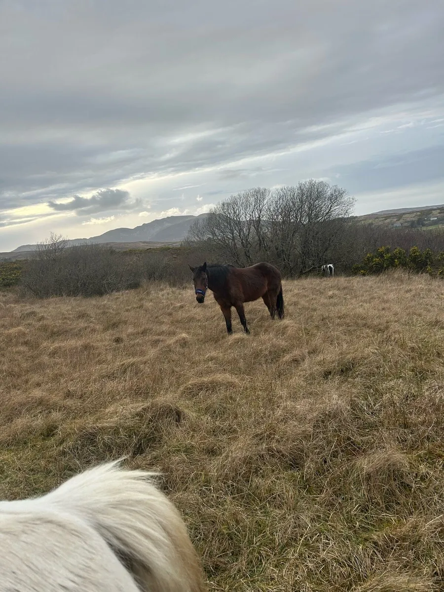 8 year old mare - Image 3