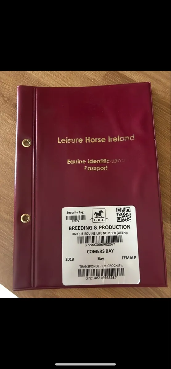 8 year old mare - Image 4