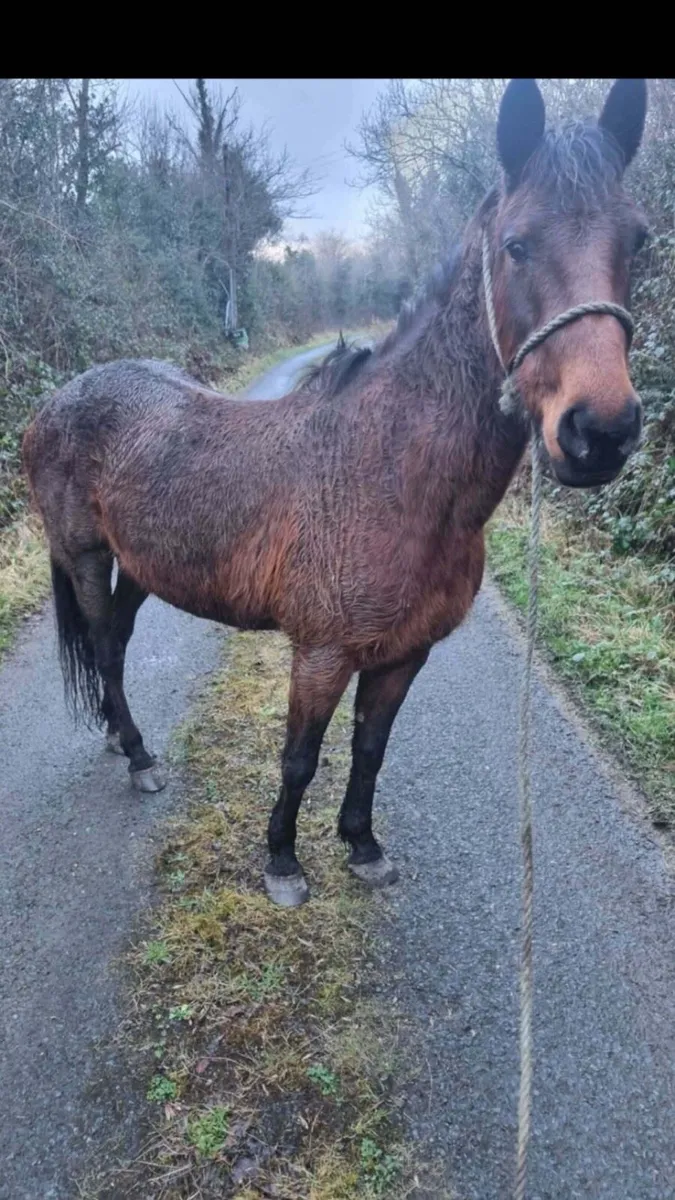 8 year old mare - Image 1