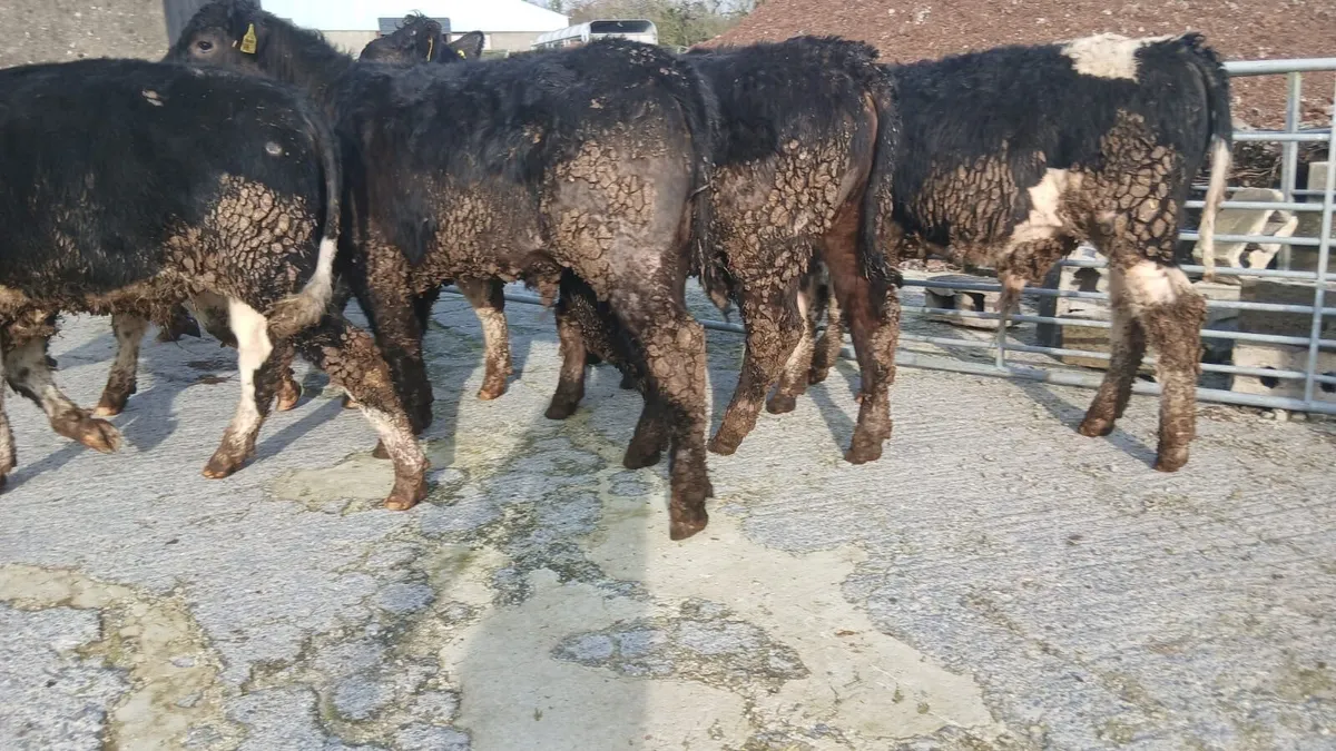 8 Hereford bullocks - Image 1