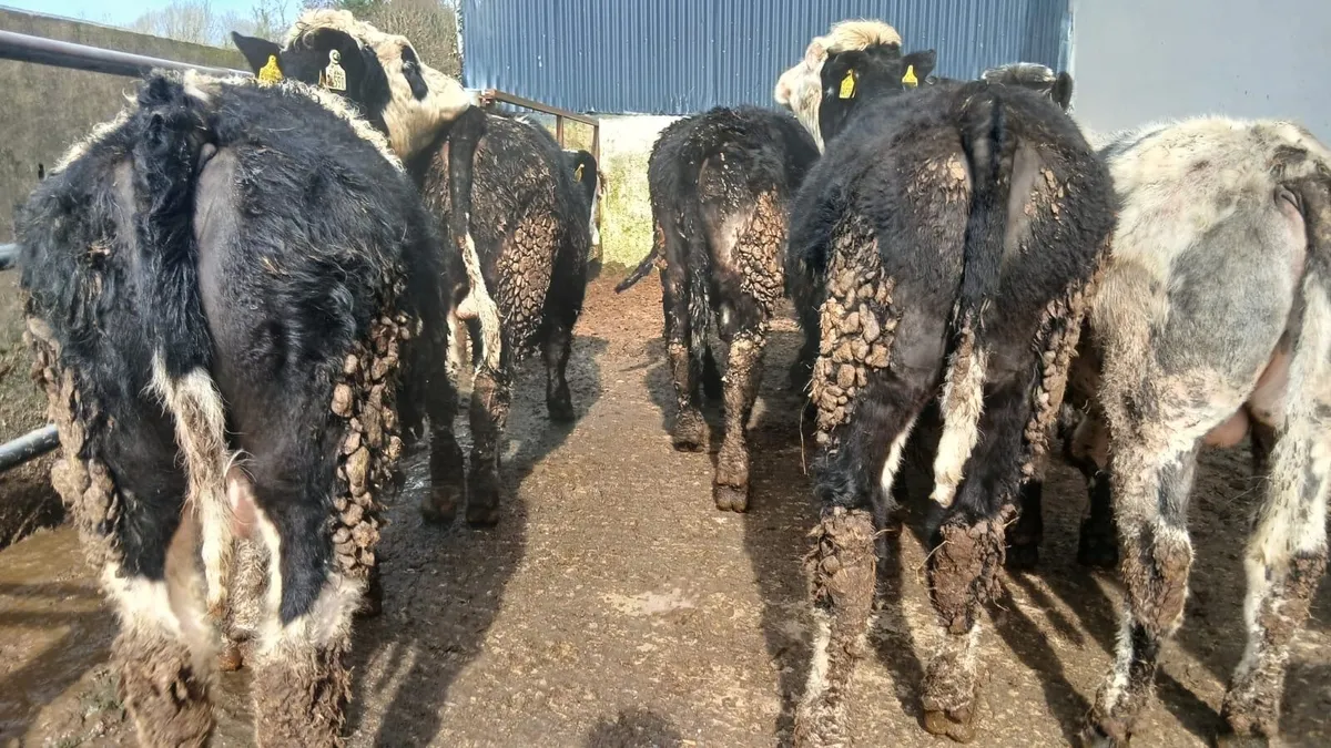 8 Hereford bullocks - Image 3