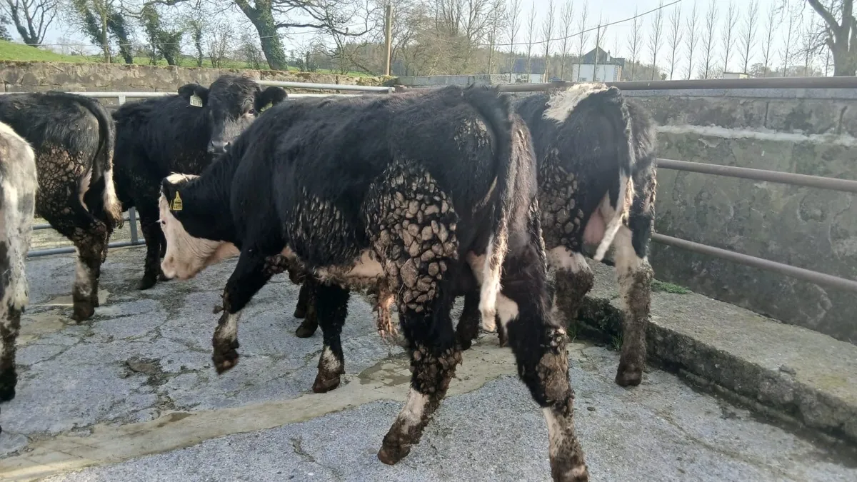 8 Hereford bullocks - Image 4