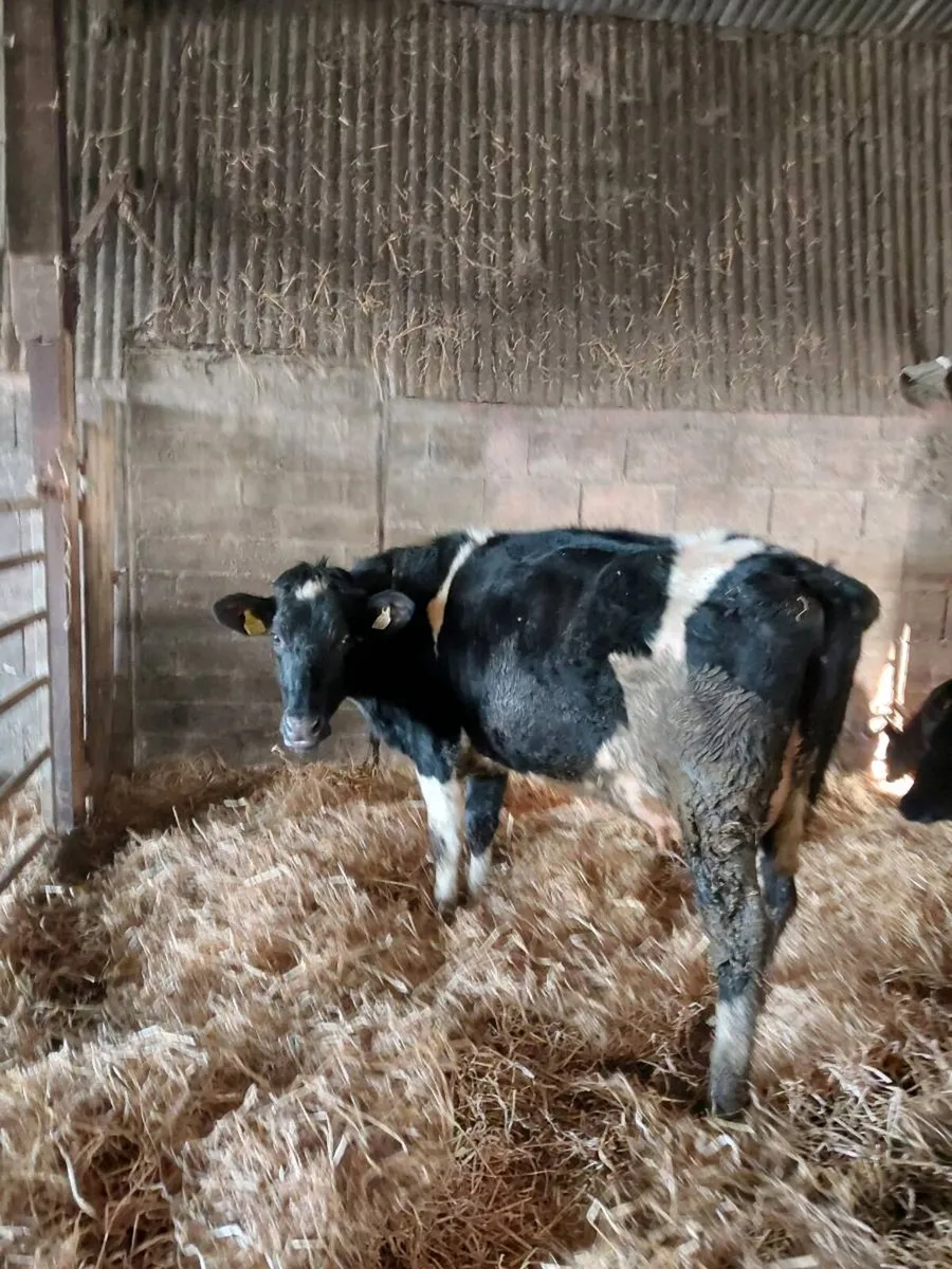 British friesian heifer & calf