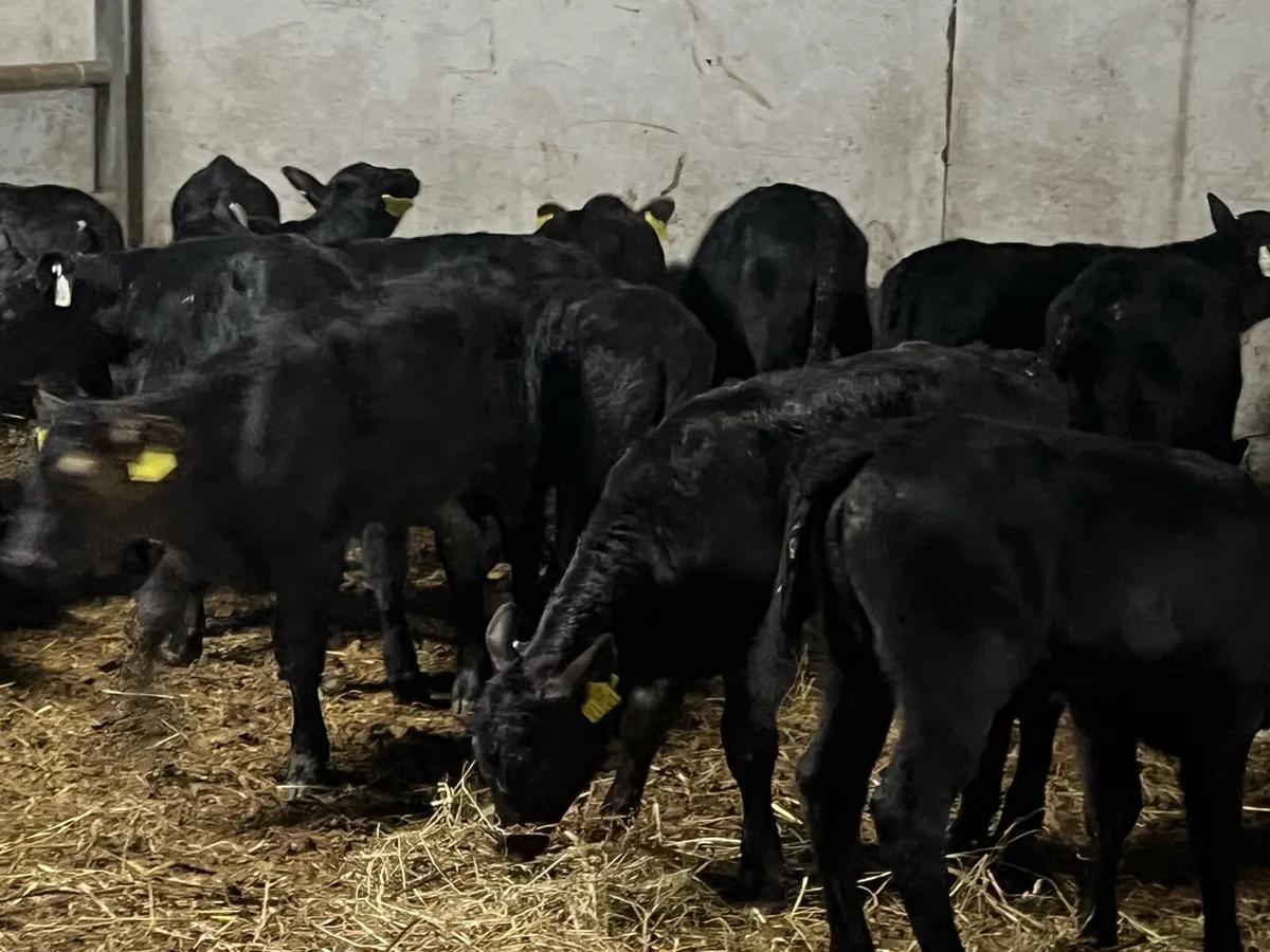 22 SUPER STRONG ANGUS HEIFERS - Image 2