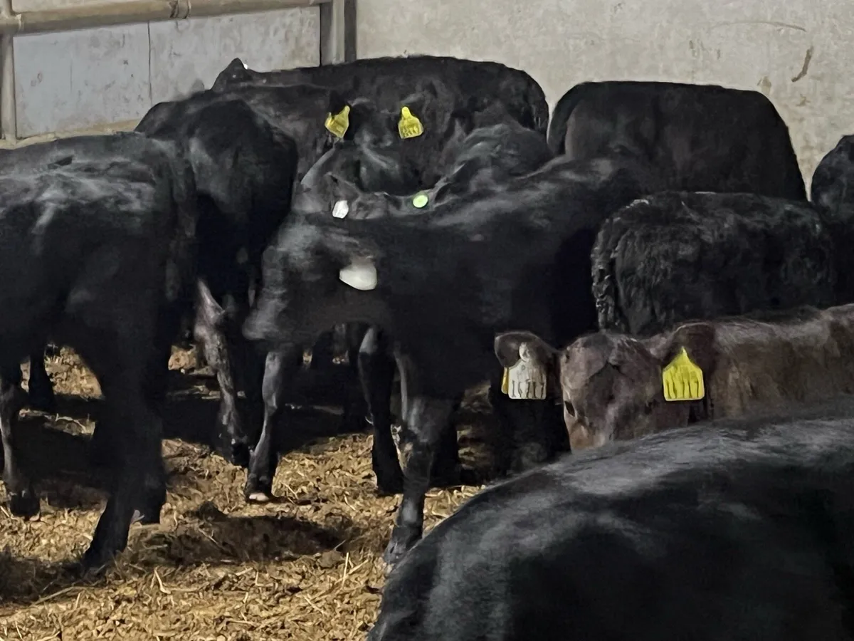 22 SUPER STRONG ANGUS HEIFERS - Image 1