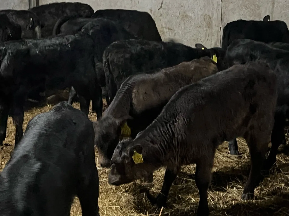 22 SUPER STRONG ANGUS HEIFERS - Image 4