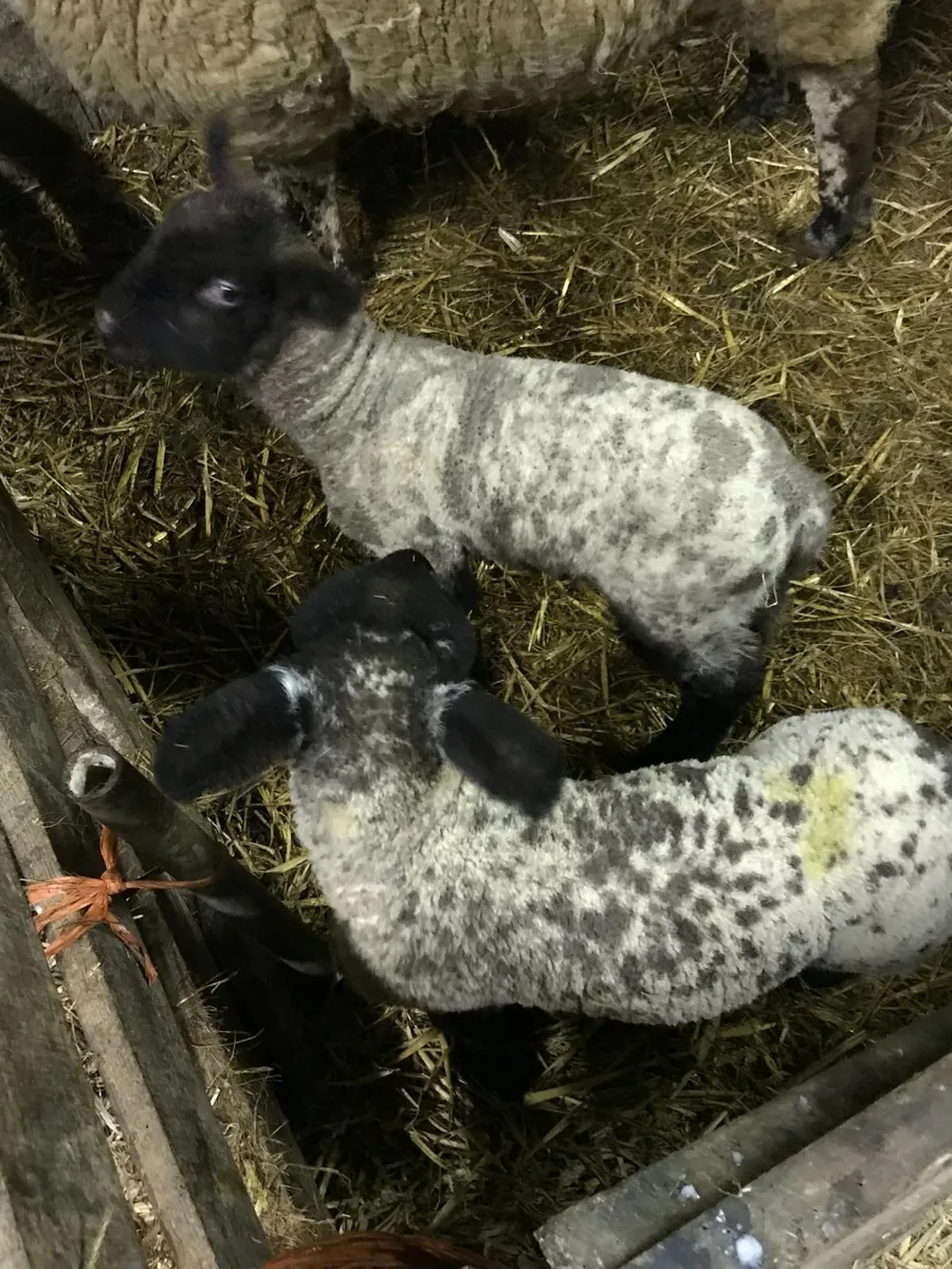 Pet Lambs - Image 2