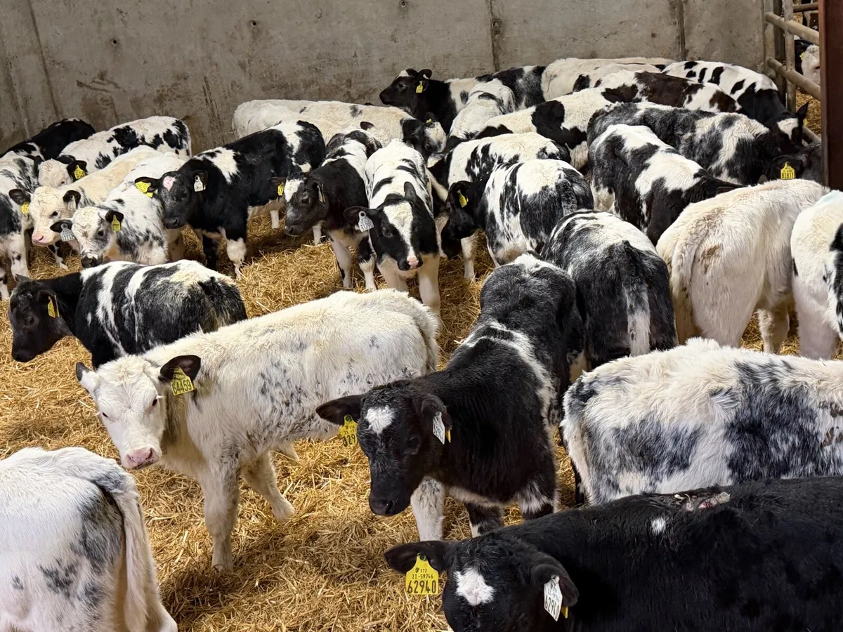 30 Belgian Blue Heifers - Image 3