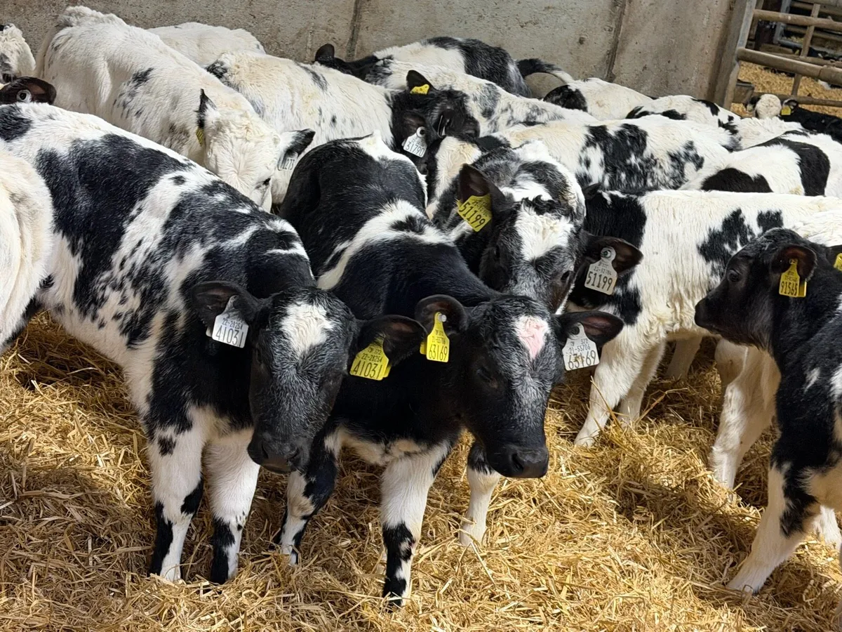 30 Belgian Blue Heifers - Image 4