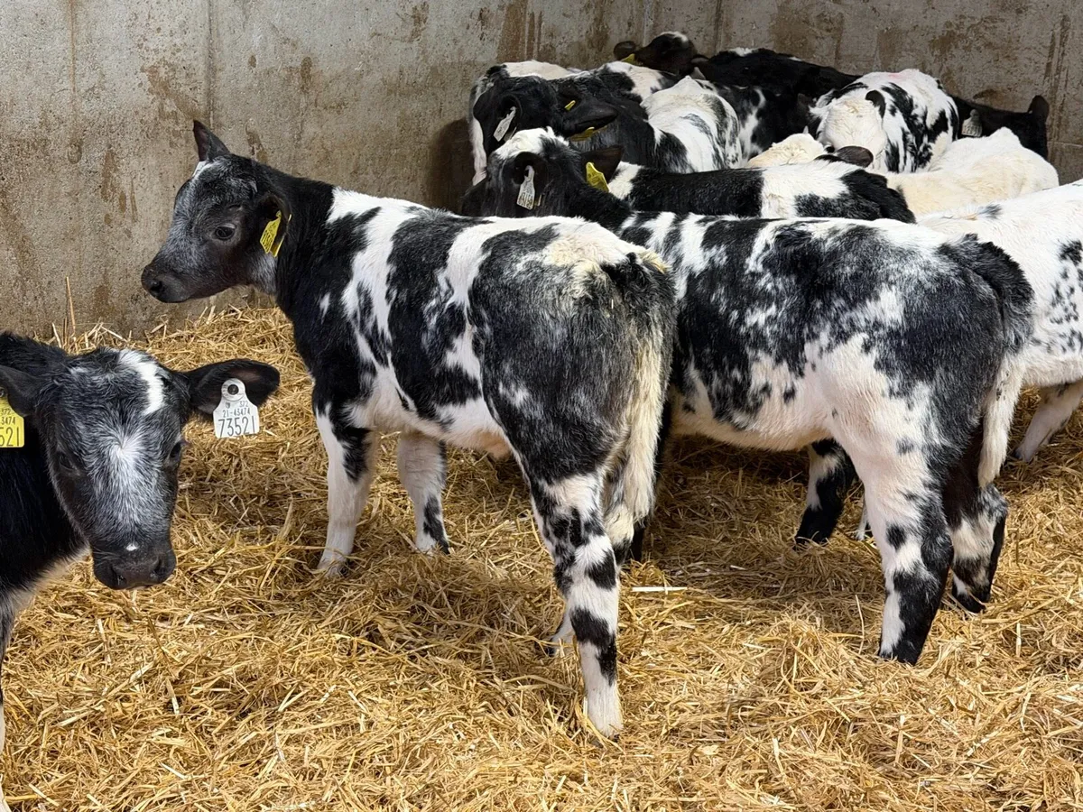 30 Belgian Blue Heifers - Image 1
