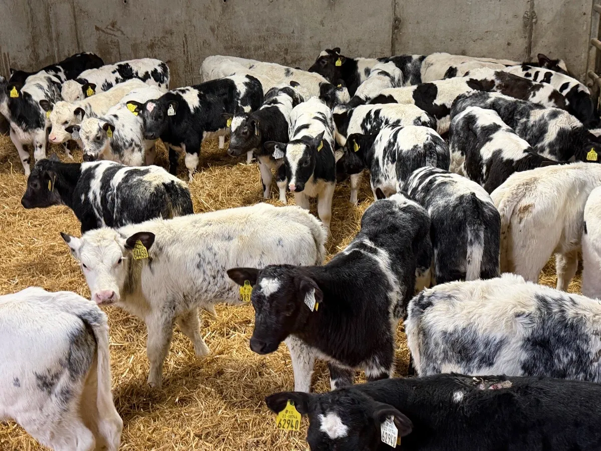 30 Belgian Blue Heifers - Image 2