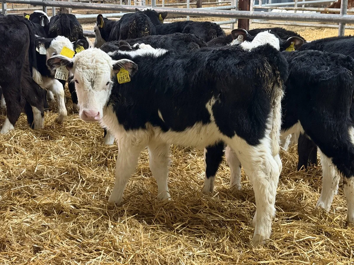 6 Week Old Hereford Heifers - Image 2