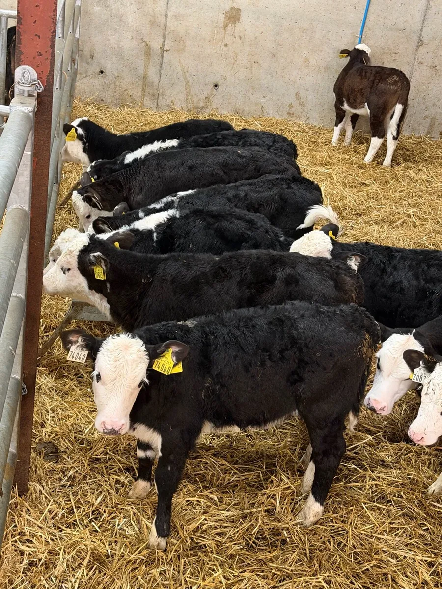 6 Week Old Hereford Heifers - Image 3