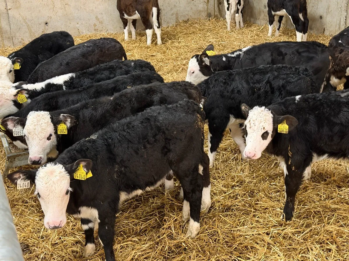 6 Week Old Hereford Heifers - Image 4