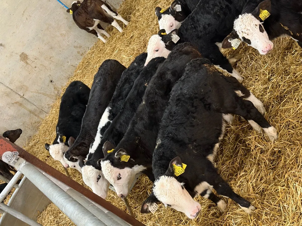 6 Week Old Hereford Heifers - Image 1