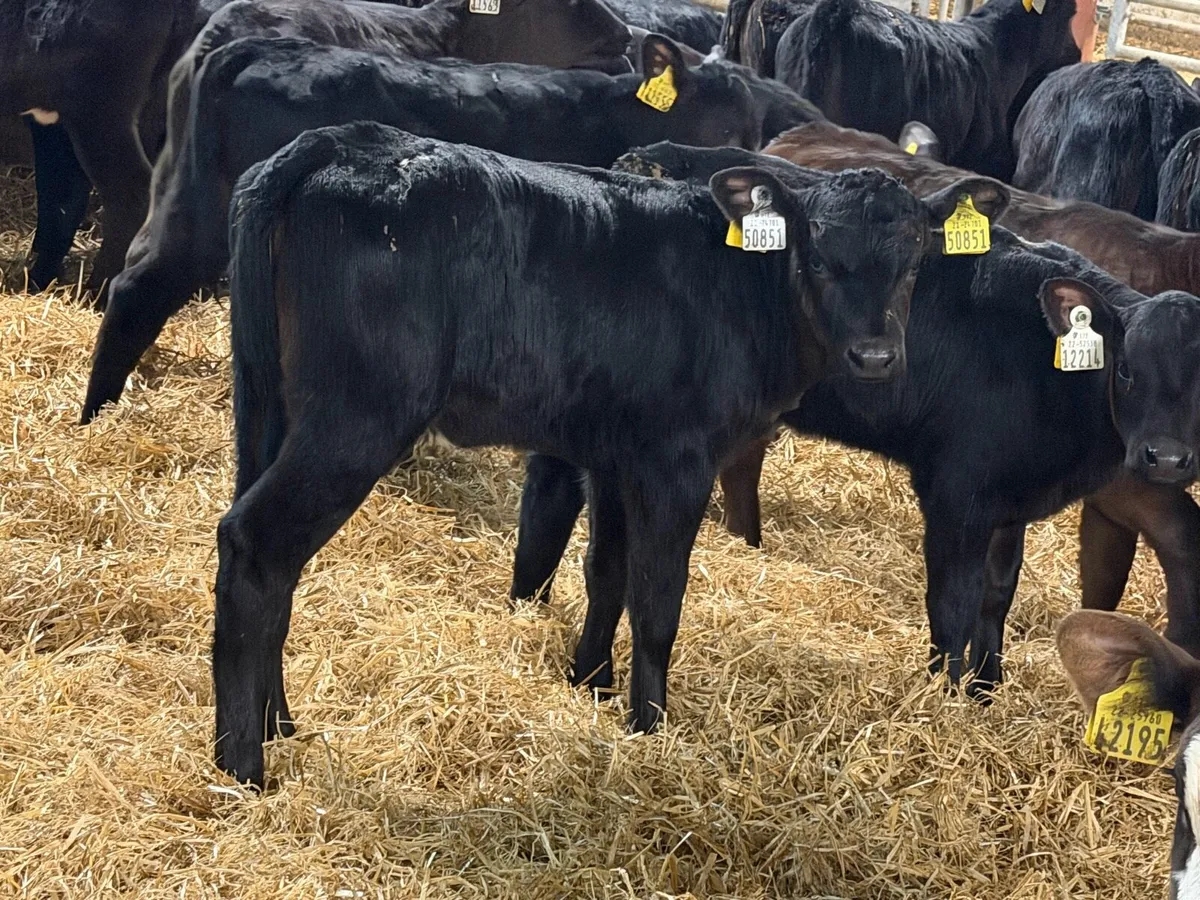 35 Aberdeen Angus Heifers Once A Day Calves - Image 1