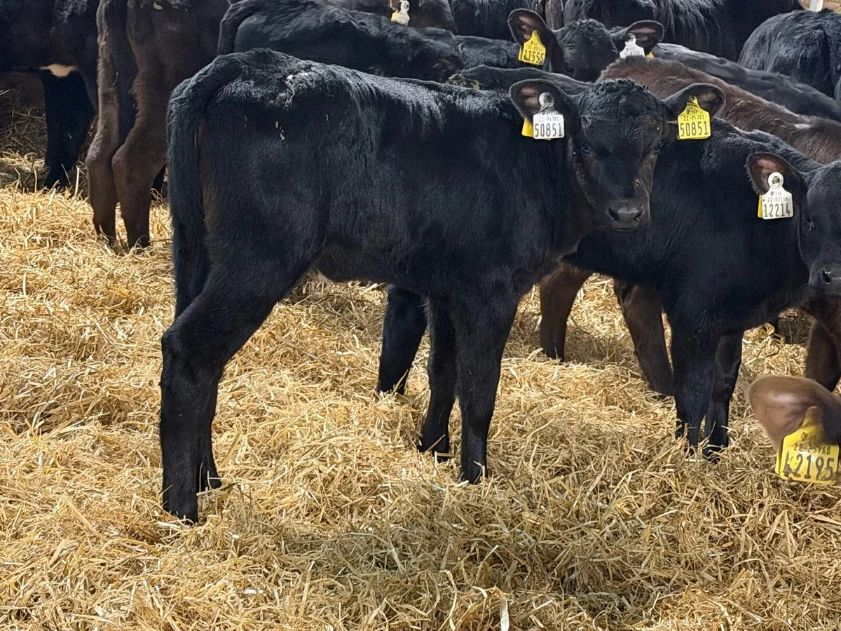 35 Aberdeen Angus Heifers Once A Day Calves - Image 2
