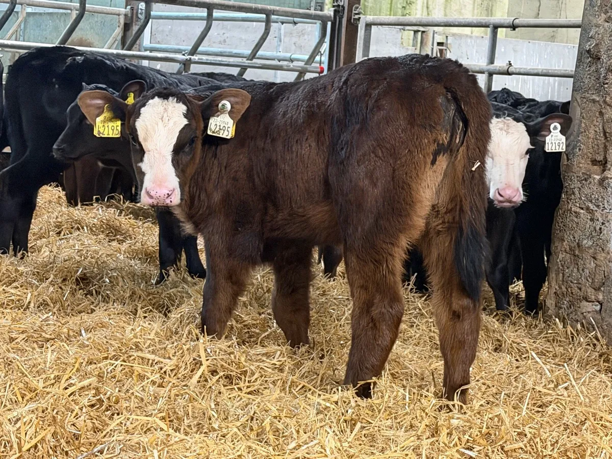 35 Aberdeen Angus Heifers Once A Day Calves - Image 3